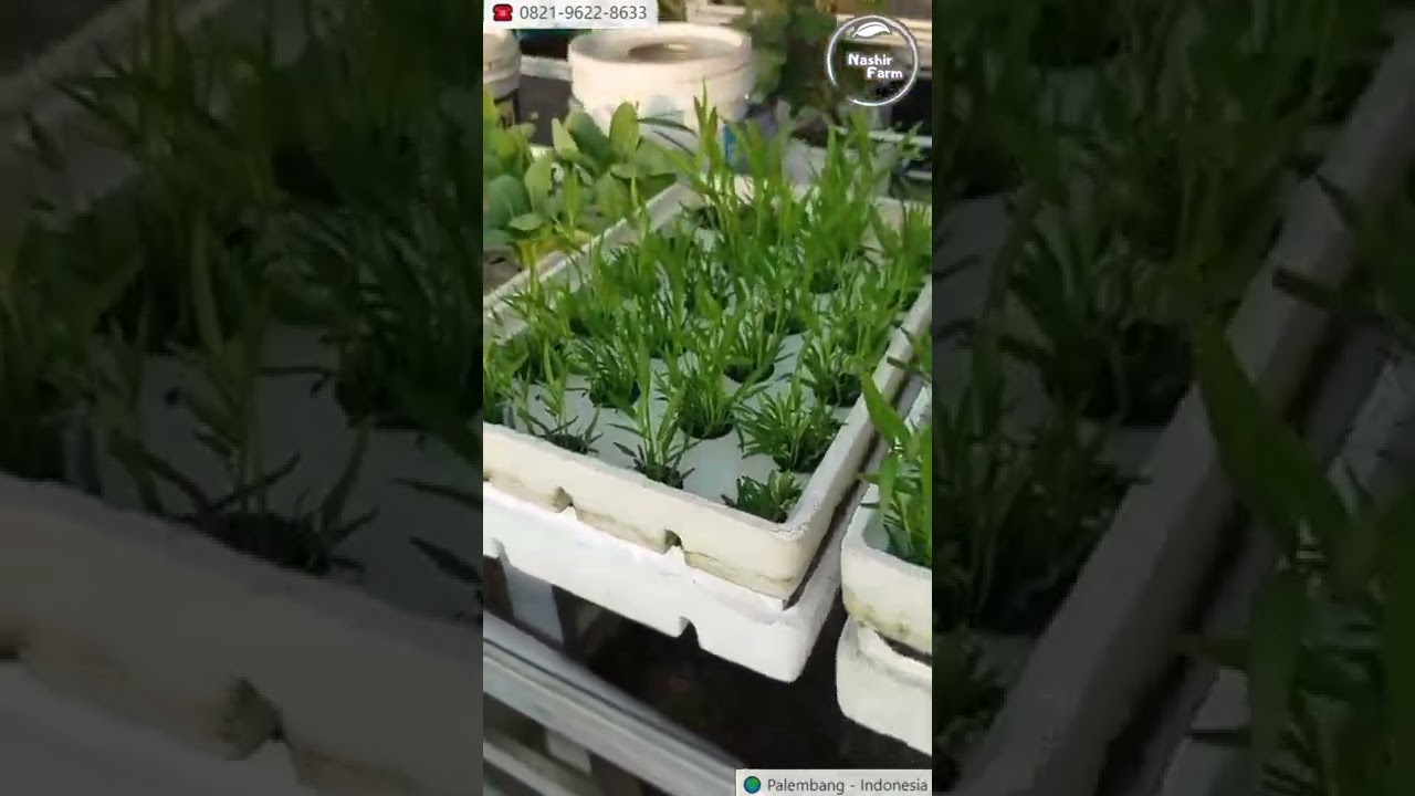 Kangkung Hidroponik Fresh Rakit Apung menggunakan Styrofoam Bekas