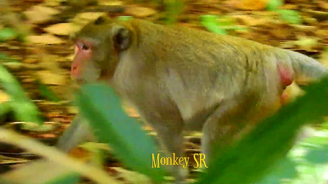All member Amber monkey group are chasing wild group