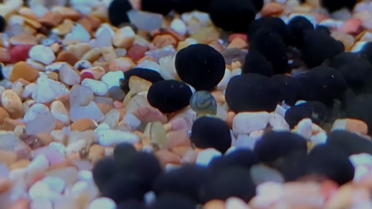 THE LITTLE OSTRACOD