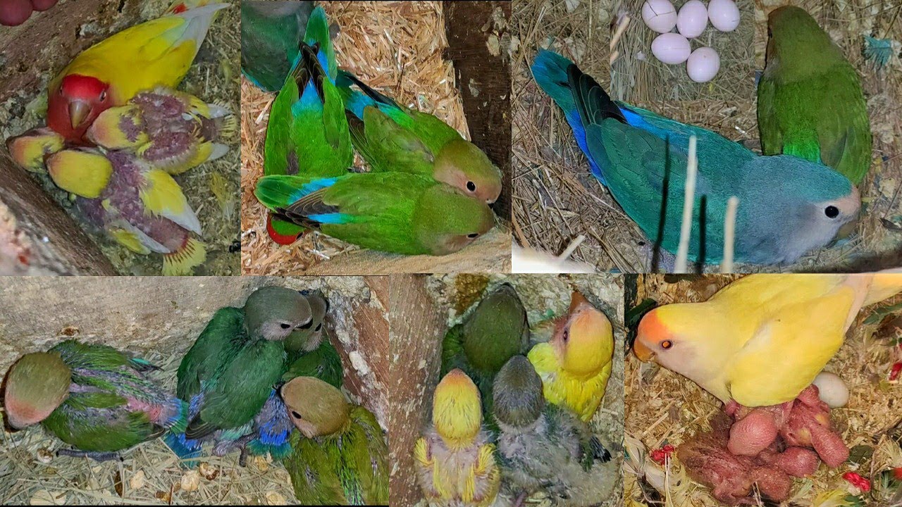 African Lovebirds ki Mazedaar Progress