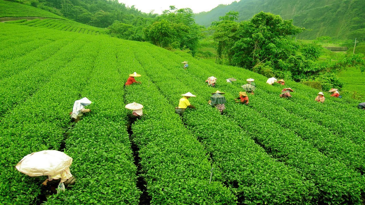 Places to Visit in Darjeeling Tea Garden - Darjeeling Tourism Tea Garden