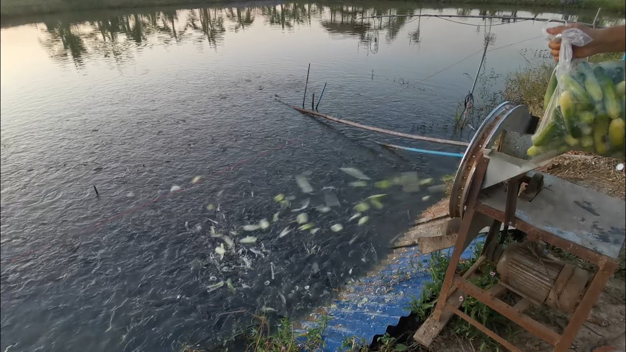 #​อาหาร​ปลา​ลด​ต้นทุน