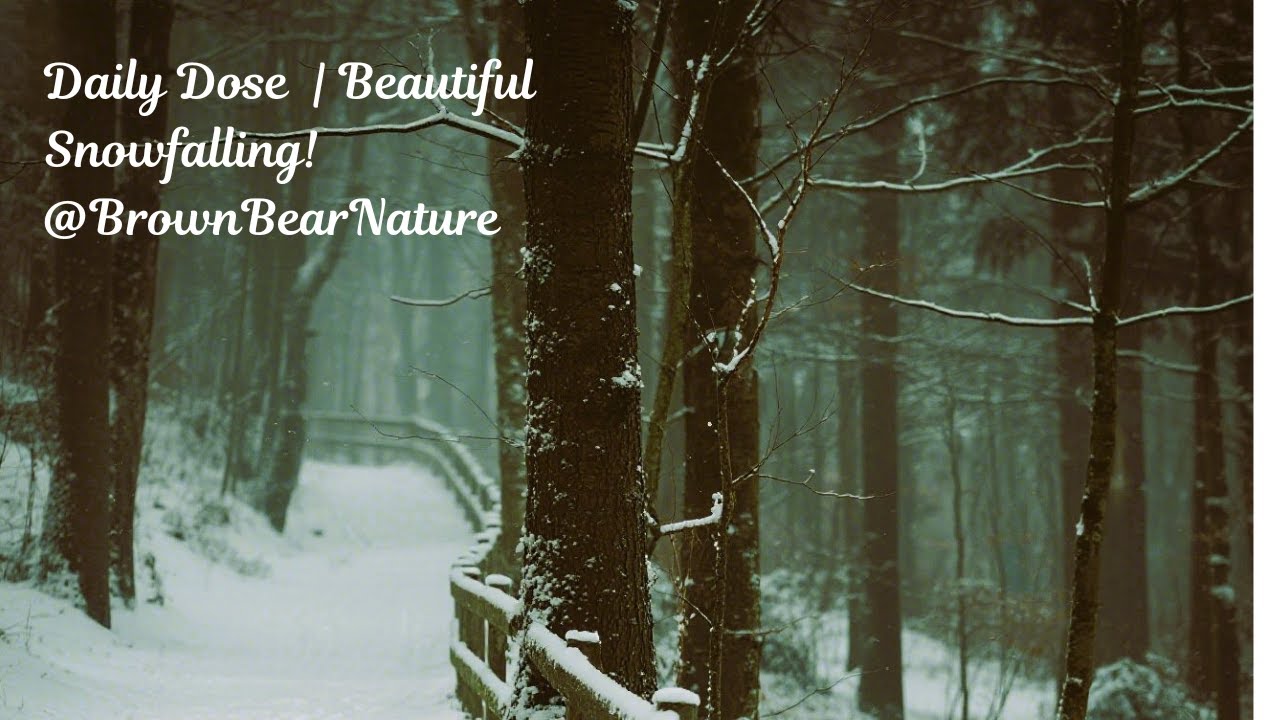 Beautiful Nature 🌿 Calming Scenery & Peaceful Ambient Sounds