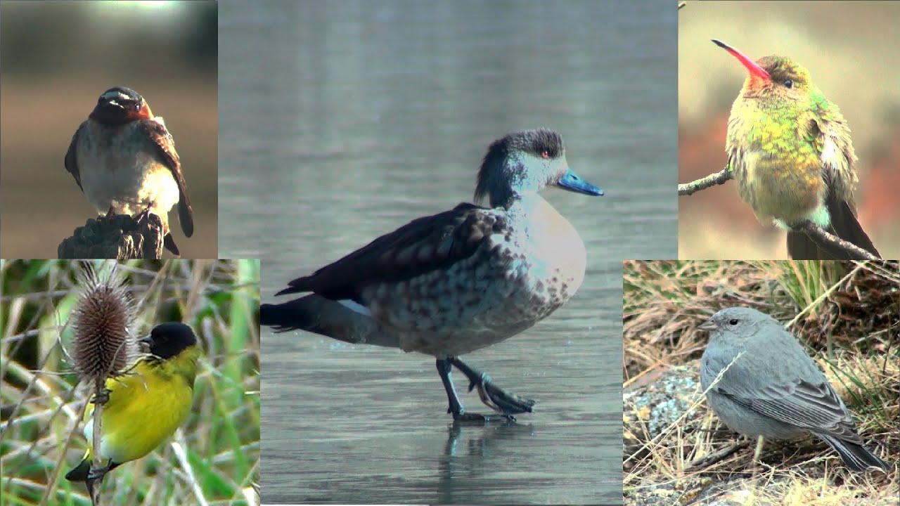 ¿CÓMO SOBREVIVEN LAS AVES EN INVIERNO? /  HOW DO BIRDS SURVIVE IN WINTER?