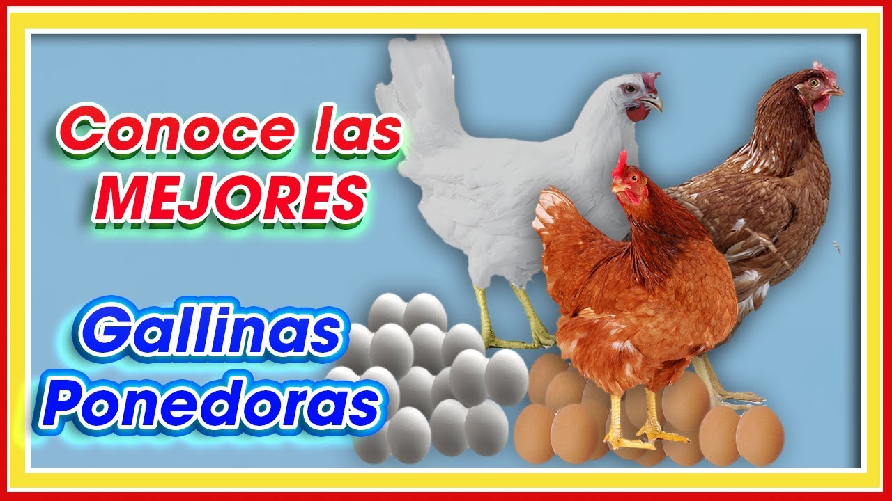 Las MEJORES gallinas PONEDORAS del MUNDO ǀ M Sc. Jannin Hernández Blandón