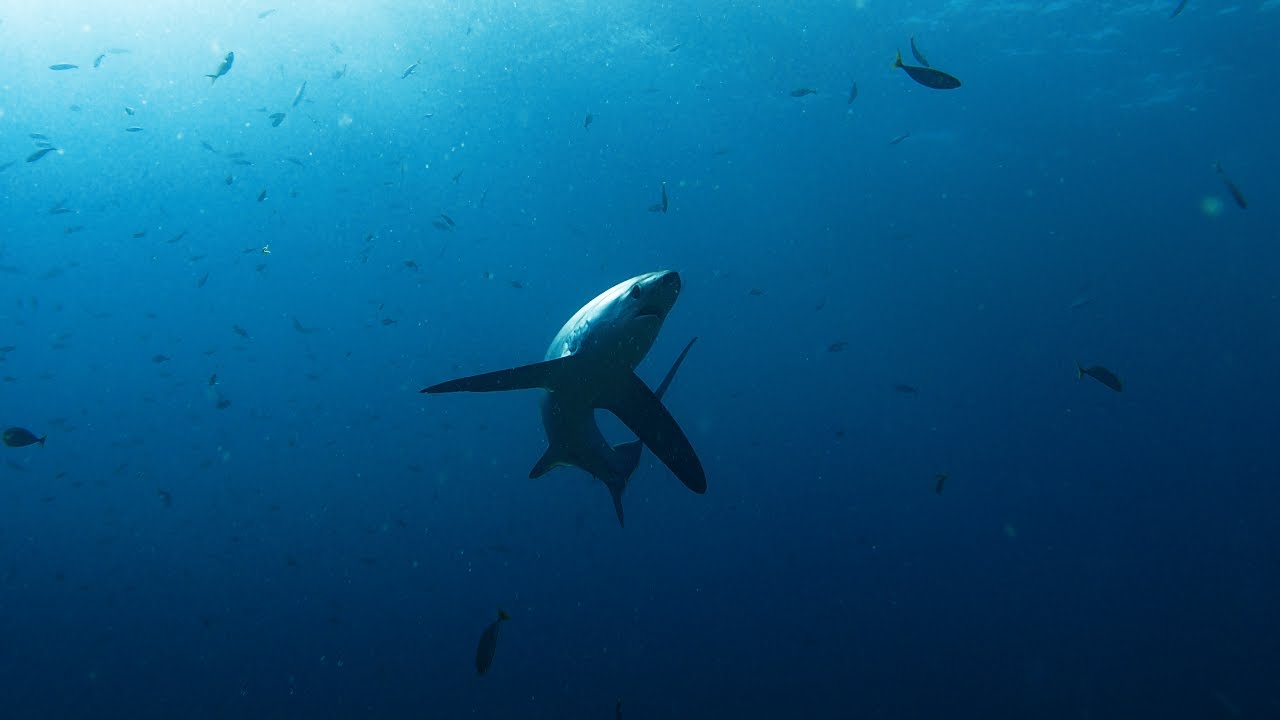 4K | Diving the Visayas