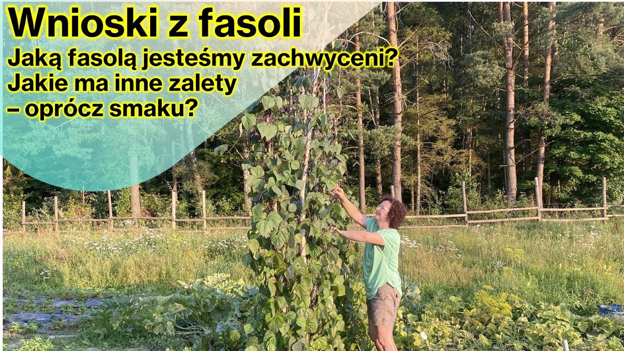 Fasola  tyczna. Owocuje jak szalona. Wnioski z plonowania. Jedna odmiana nas zachwyciła.