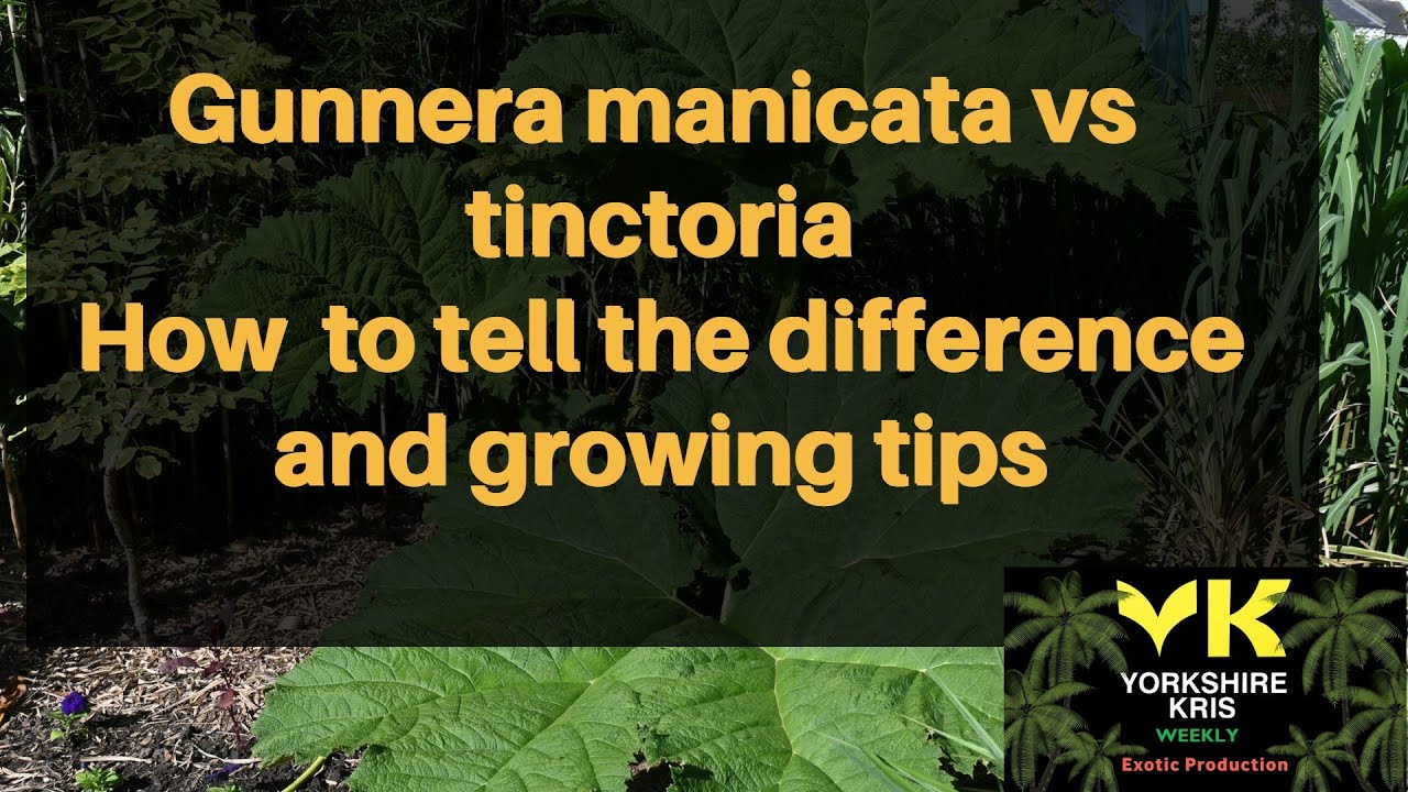 Gunnera manicata vs tinctoria:How to tell the difference between Gunneras and growing tips