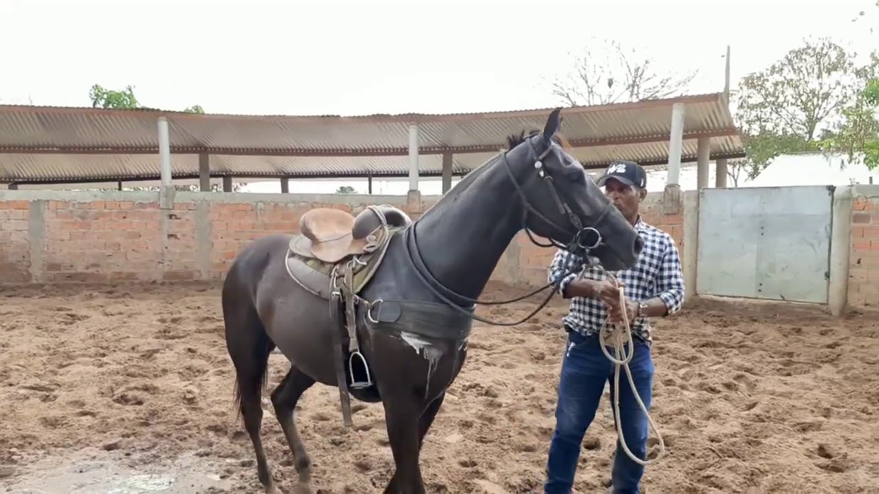 Meu cavalo não quis andar na primeira  vez que montei .