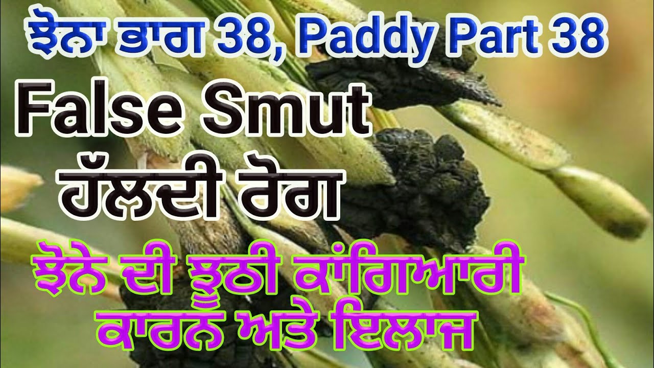Rice Disease False Smut ( ਹਲਦੀ ਰੋਗ) by SherGill Markhai