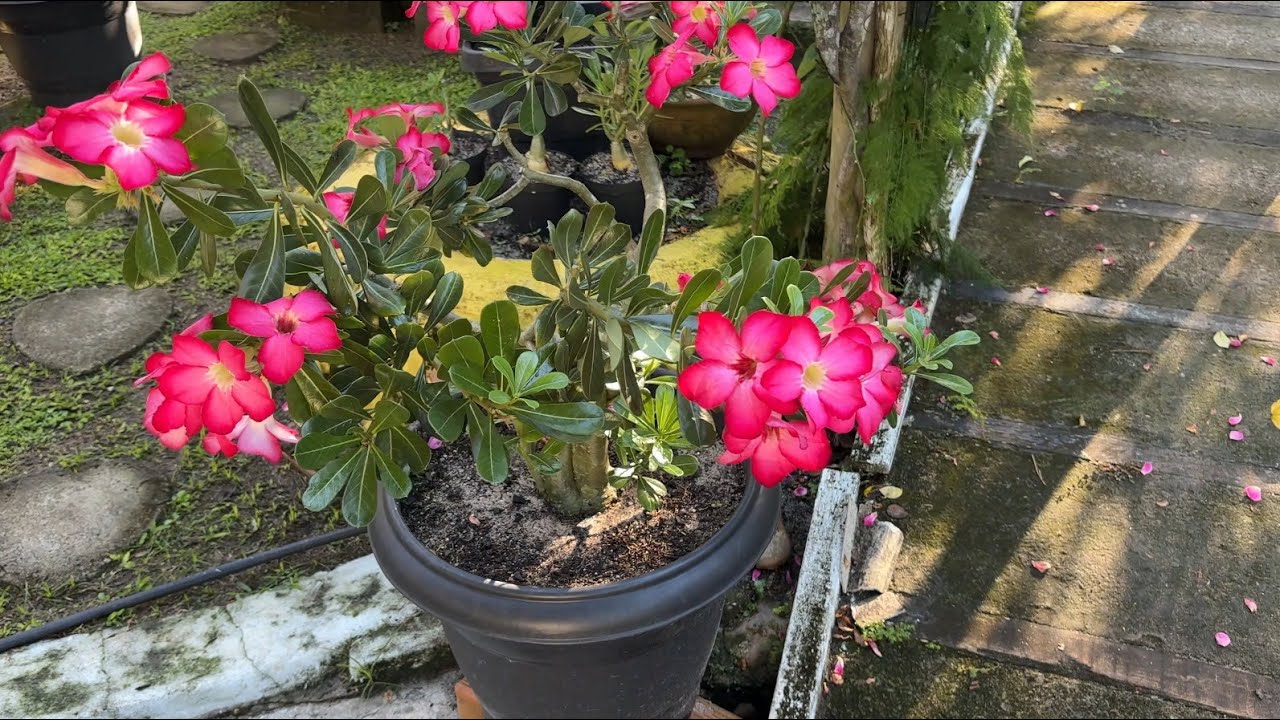 FOLHAS ESCURAS NA ROSA DO DESERTO, SAIBA COMO RESOLVER E O QUE É #ANITARESPONDE 26