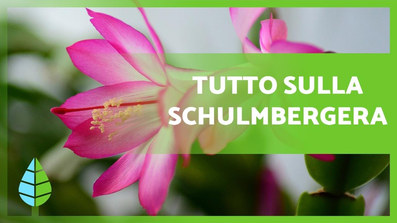 CURE del CACTUS di NATALE (Schlumbergera) 🌵🌟Annaffiatura, terriccio e molto altro!
