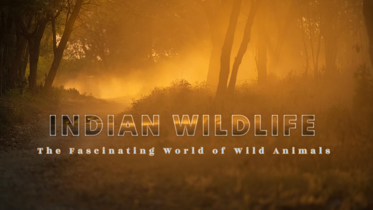Indian Wildlife - Into the heart of pure wilderness