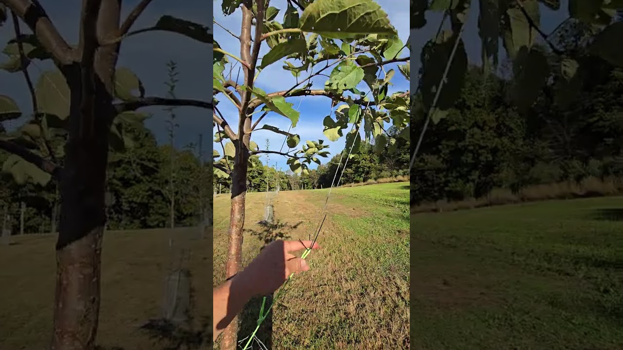 Training fruit trees 