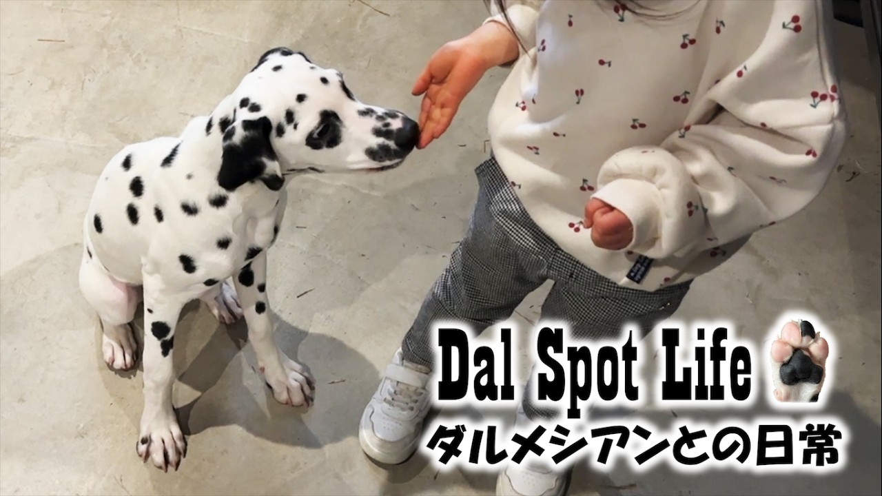 【雨の日の過ごし方】ガレージ遊びで満喫する子犬と子供達/【Rainy Day with Our Puppy】Garage Playtime with the Kids