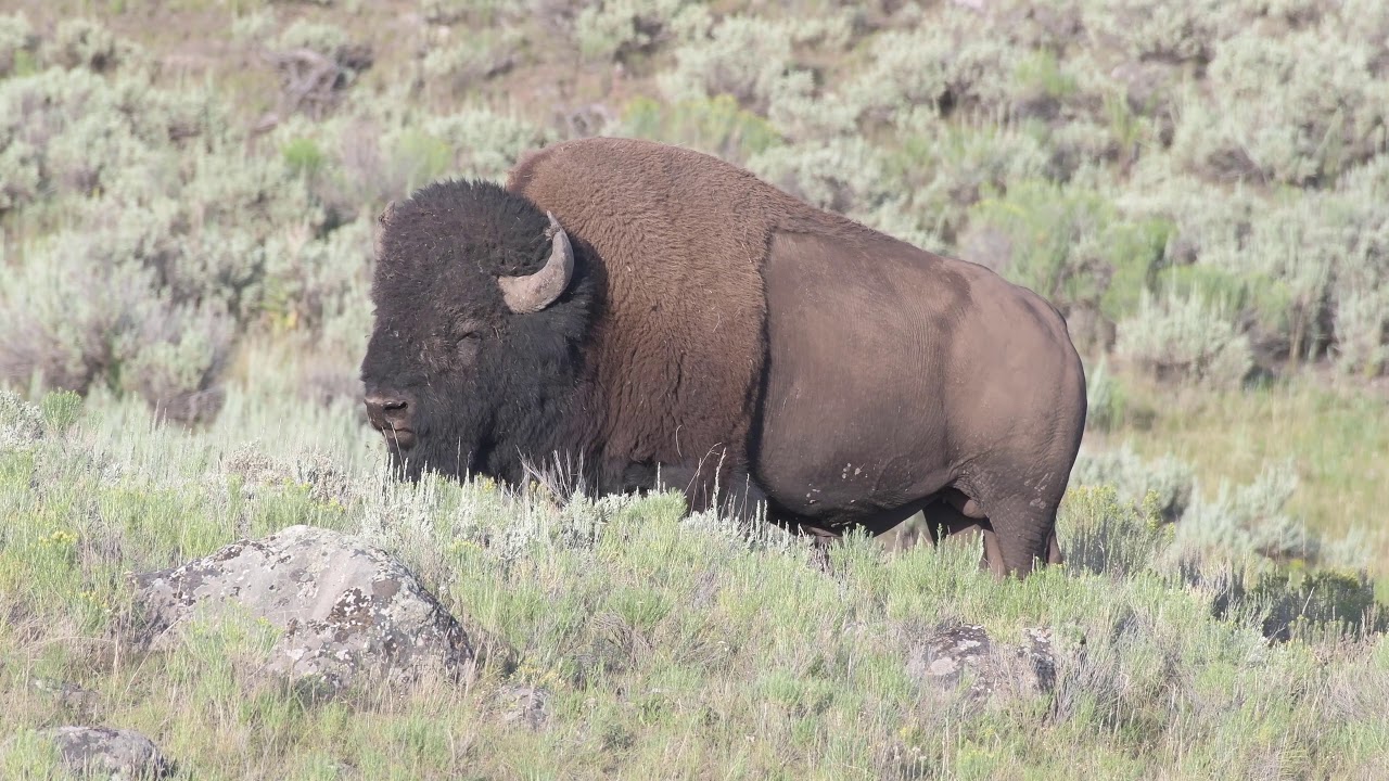 Scenes from the Lamar Valley Bison Rut 2019 in Yellowstone