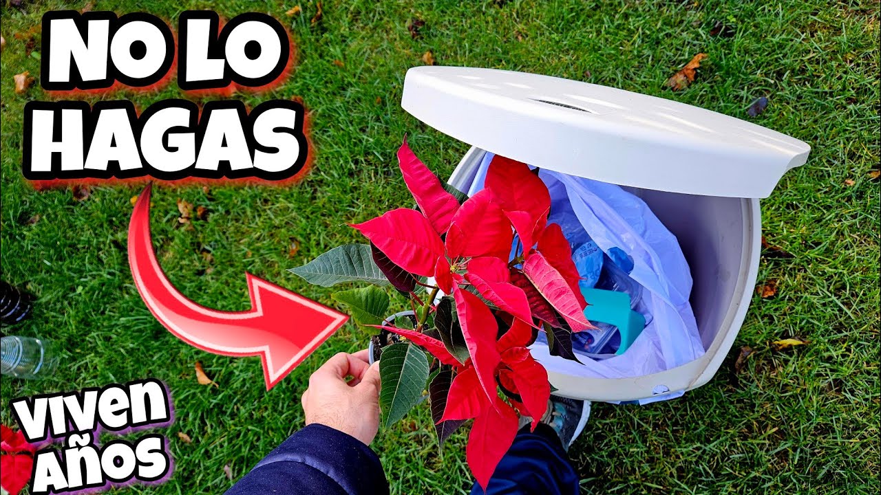 DESPUÉS de ver ESTO no Querrás tirar JAMÁS tus Flores de Pascua! Cuidados para que no Muera en Casa