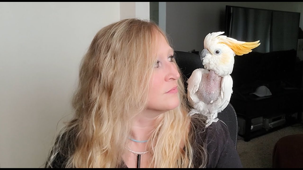 Meet Goldie the Citron Cockatoo!