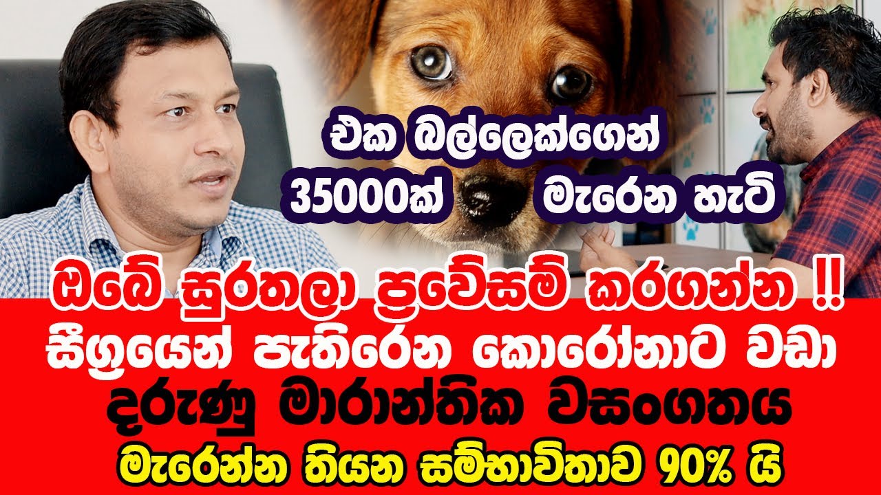 ඔබේ සුරතලාගේත් මෙවැනි ලක්ෂණ තිබෙනවා ද ? ප්‍රවේසම් කරගන්න ! සත්තු අතර පැතිරෙන දරුණු මාරාන්තික වසංගතය