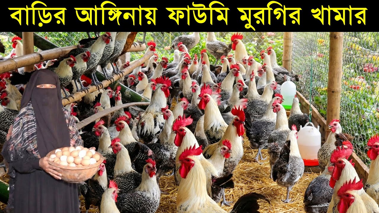 প্রবাসীর স্ত্রী রাবেয়া আপা বাড়ির আঙ্গিনায় ফাউমি মুরগির খামারে লক্ষ টাকা আয়ের সপ্ন। Morgi Farming