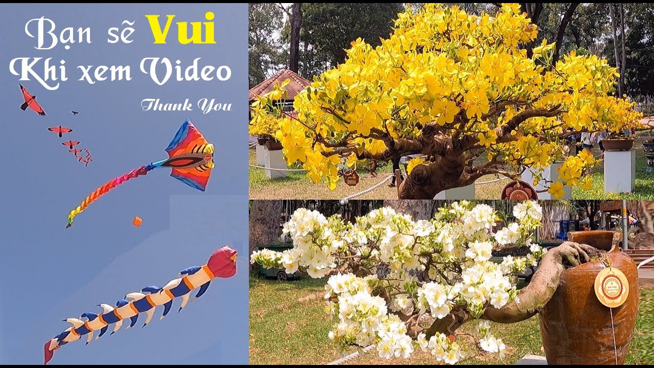 Mai vàng khoe sắc - Hội Hoa Xuân Tao Đàn