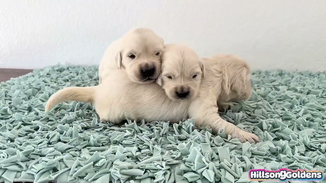 The Most Beautiful English Cream Golden Puppies You’ll See This Year 🐾 Lizzie&Finn BOYS | Week 3