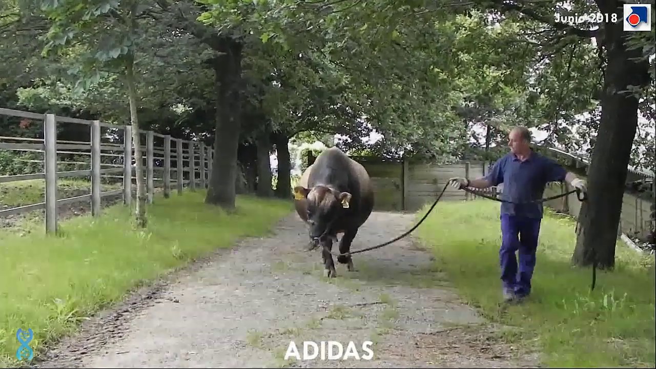 Adidas - Taureau Jersey