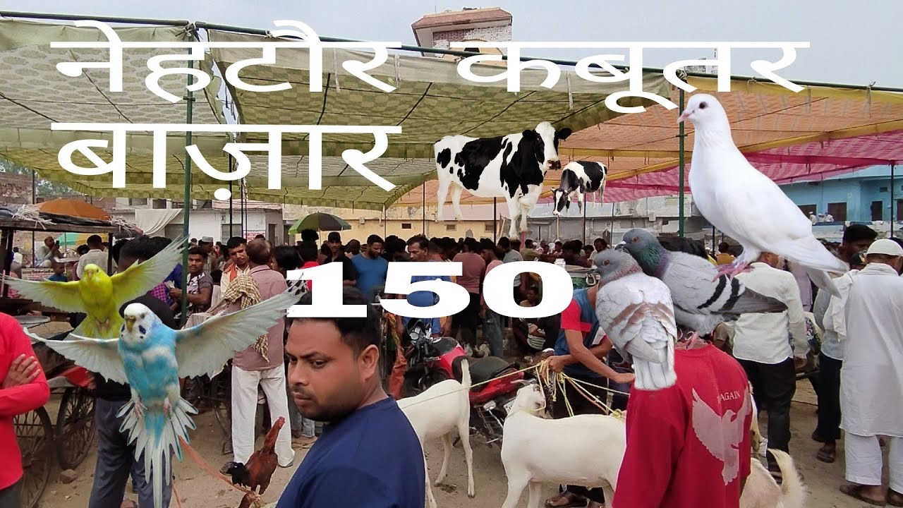 नेहटौर कबूतर बाज़ार150#pigeon #lover #bird #1lakh #like #50000 #video 🕊🎥