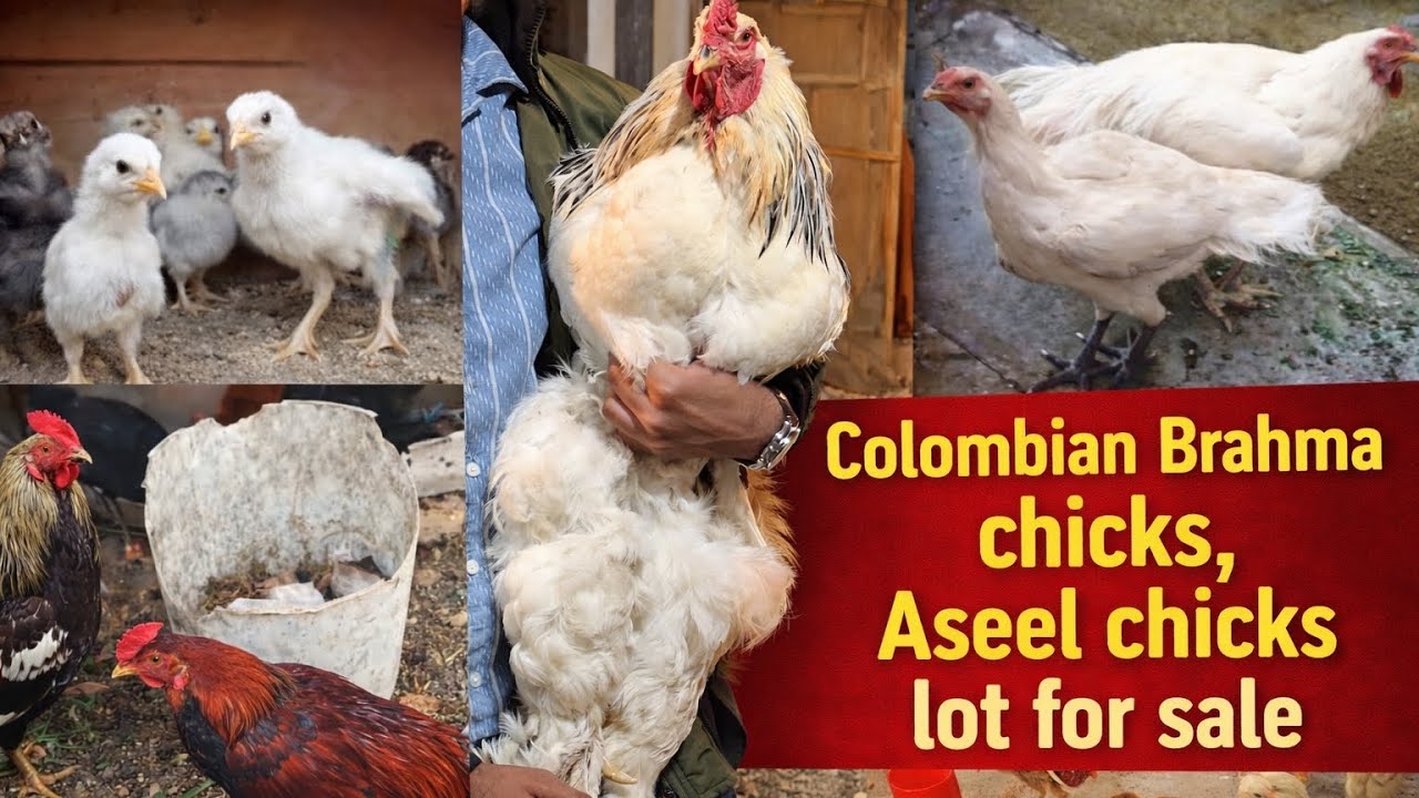 Aseel chicks Lot for sale in Hyderabad ❤️‍🔥