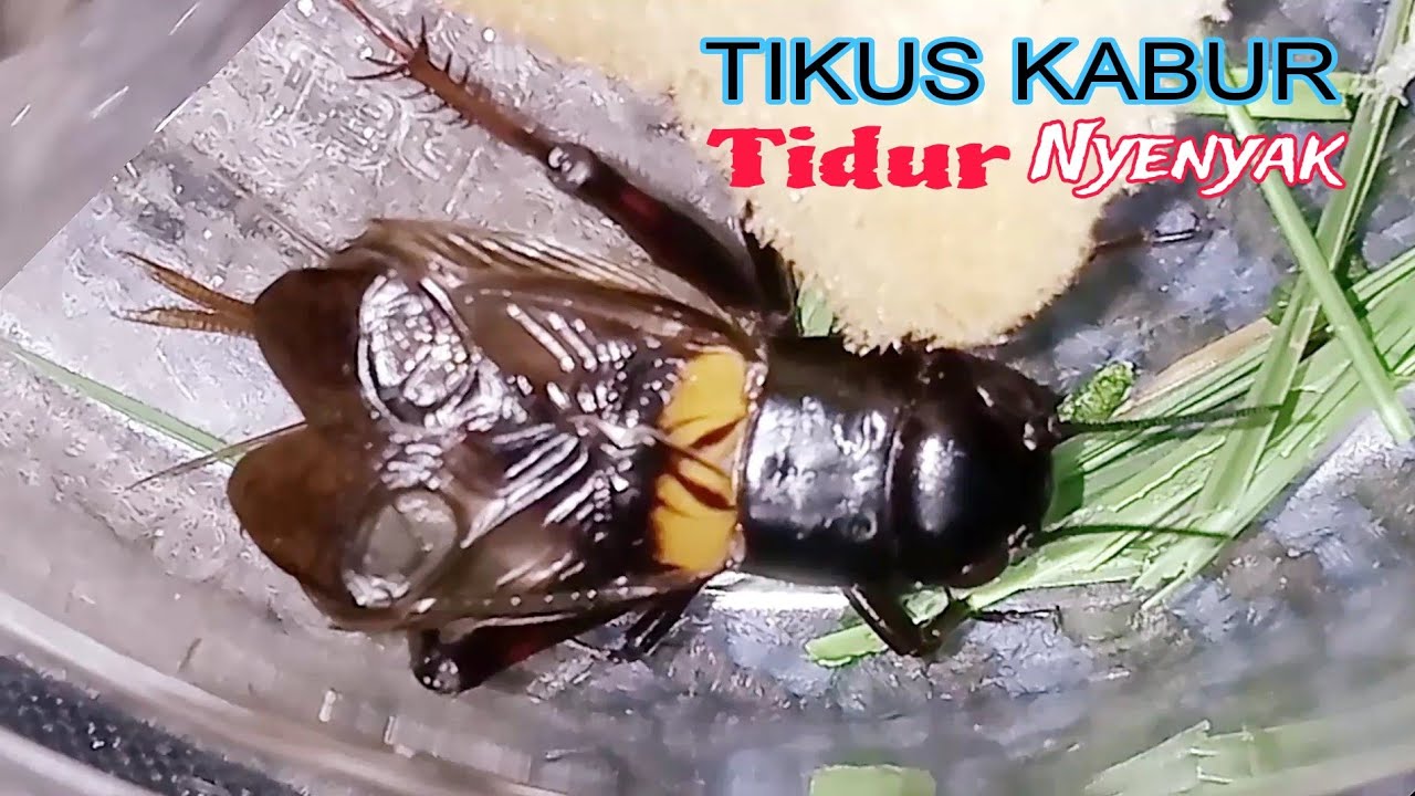 Suara Jangkrik malam hari || jangkrik  pengusir tikus