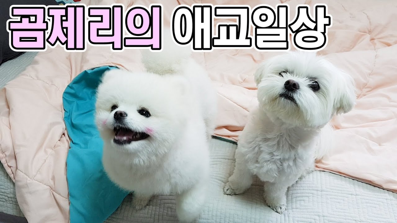 강아지 곰제리의 애교일상 / charming dogs / 말티즈 / 포메라니안 / 반려견