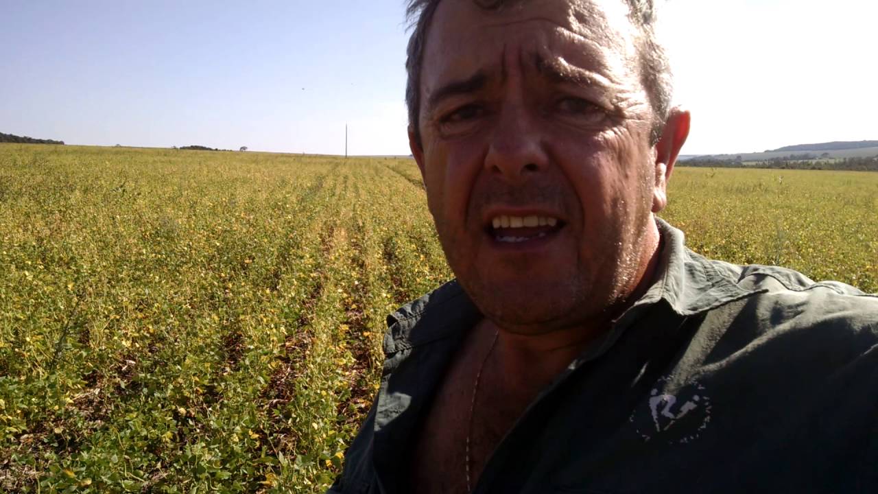 olha o prejuízo nesta lavoura de feijão