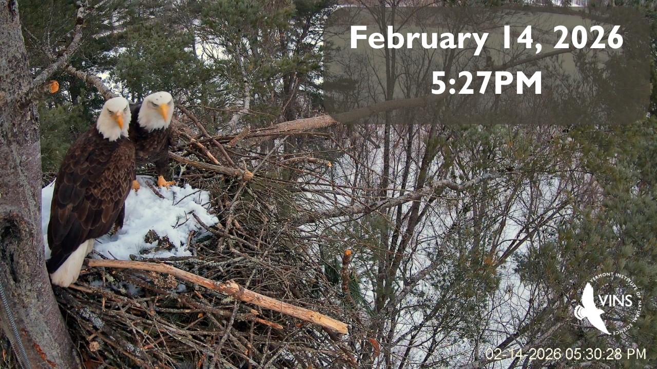 Eagle Cam Clip Feb 14 527PM Short