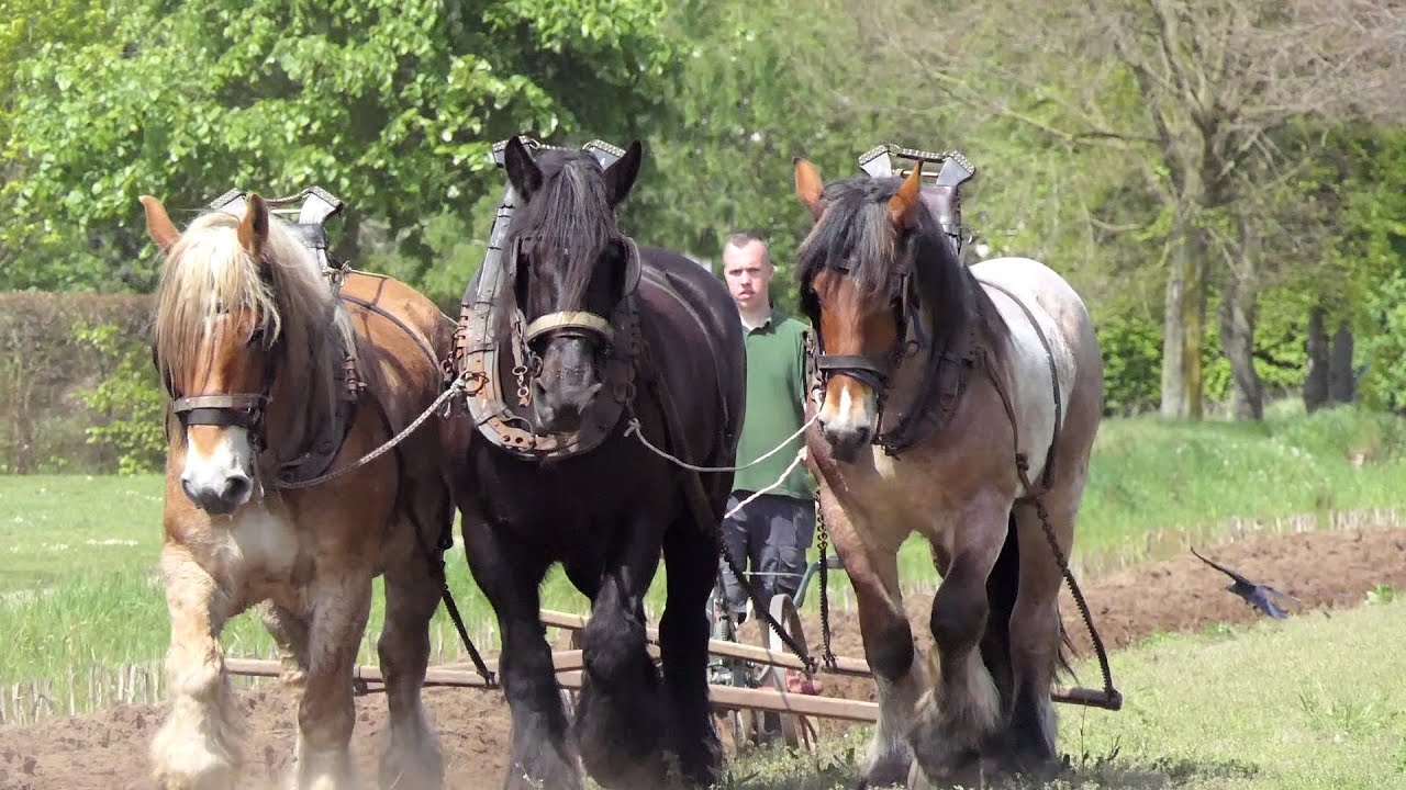 Impressive spectacle: 30 draft horses plow a field near the water tower in Grobbendonk