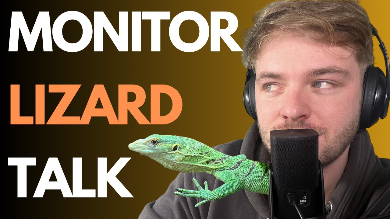 TREE MONITOR BREEDING! RARE MONITOR LIZARDS! MJH exotics TCRP-15