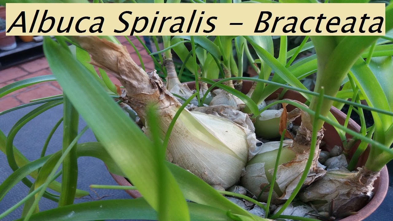 Albucas: Spiralis y Bracteata. Cebolla embaraza Cebolla de la abundancia. #albucaspiralis #suculenta