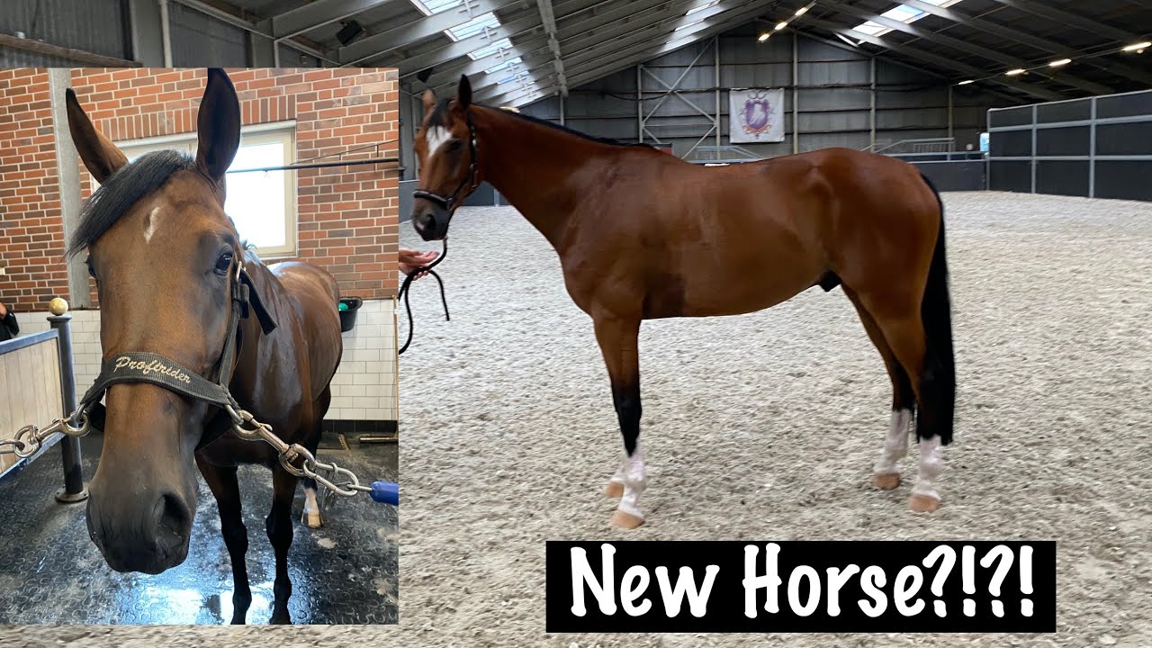 8 Tips When You're Looking for a New Horse or Riding a Horse for the First Time!