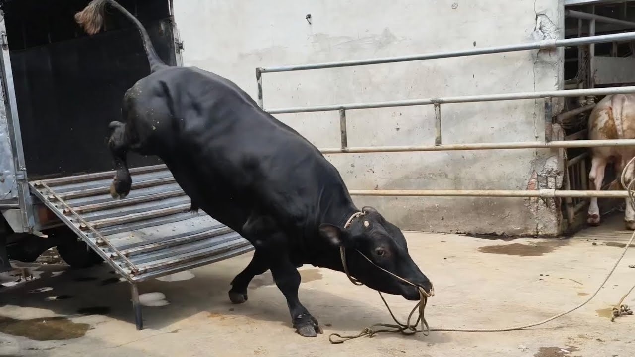 Cận cảnh bò 3B và bò pháp xuống chuồng 
