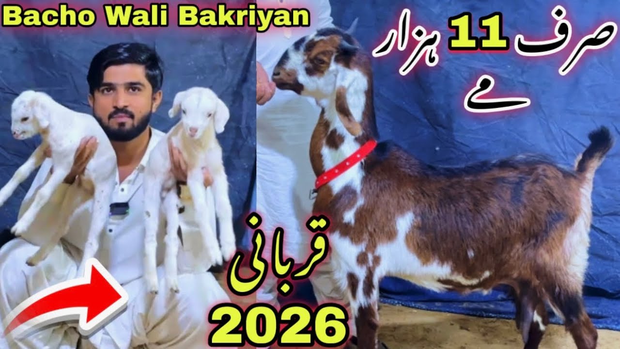 Shikari Mandi Laga Di 😍 | Qurbani 2026 Ki Sasti Bakra Mandi | Lalukhet Bakra Mandi Se Sasti 