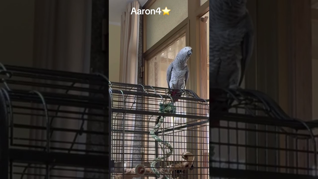 Aaron4⭐️ quando attende la sua amata frutta