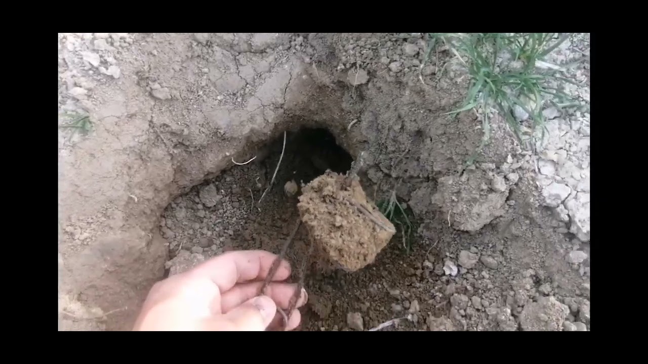 Kovrakning kushandasi kalamush (ko‘rsichqon) ni oson ovlash...   #kovrak #kovrakzor