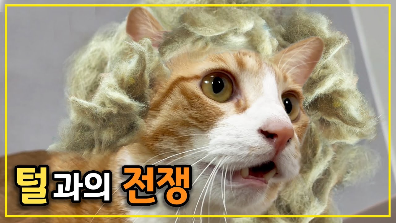 털, 이놈의 털! 고양이 털과의 전쟁을 해결할 로보락을 소개합니다.