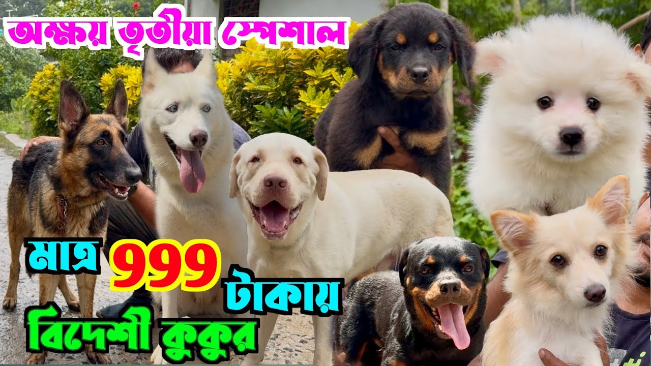মাত্র 999 টাকায় বিদেশী কুকুর কিনুন! Dog Market in Kolkata Price. Kolkata Dog Market.