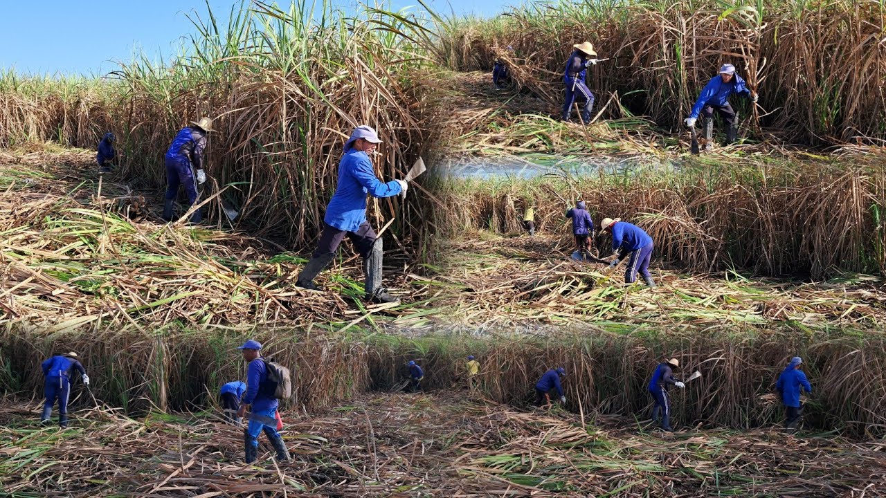 OS melhores cortadores de cana de açúcar safra 24/25 (usina leão)