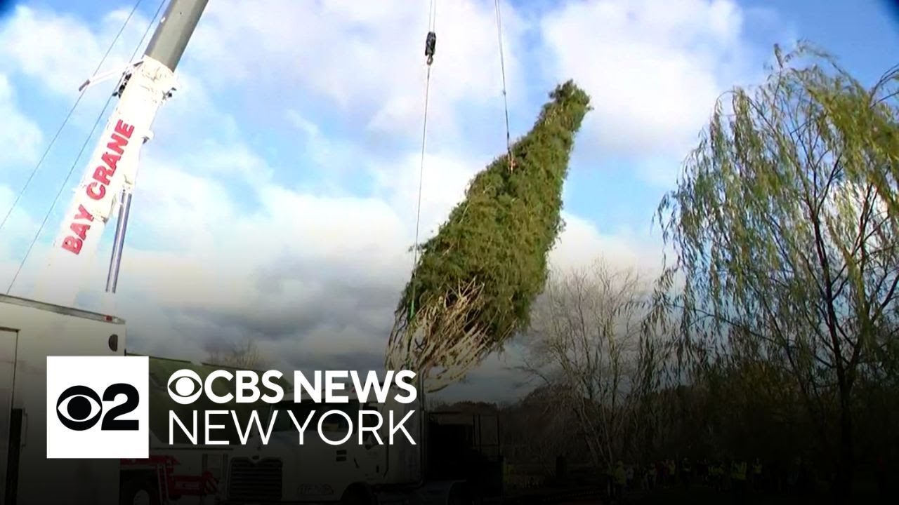 2025 Rockefeller Center Christmas tree cut down in East Greenbush