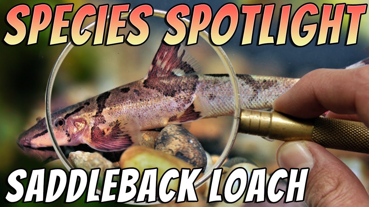 Saddleback Loach - Homaloptera Orthogoniata - Rare Freshwater Loach Aquarium Fish Profile