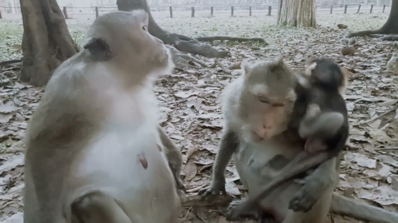 VID20241220172430  reel monkey