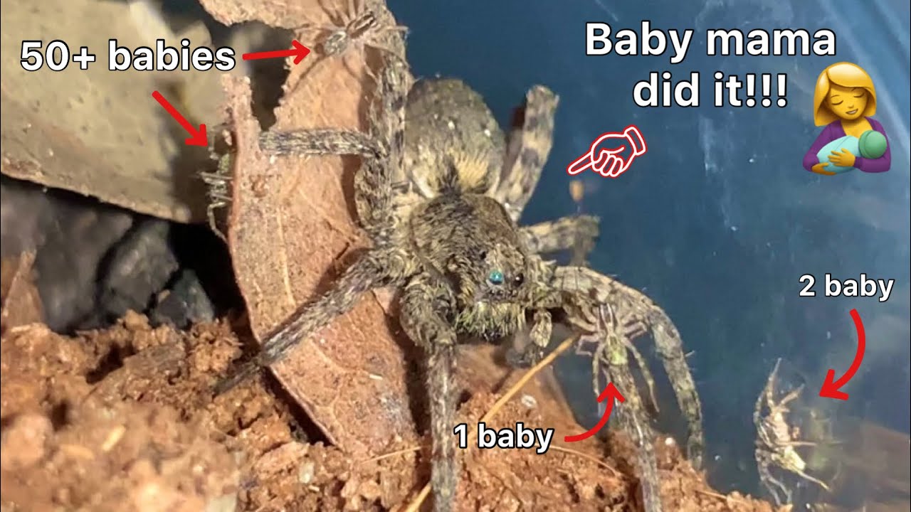 My B.M. wolf spider had 50+ babies! (I’m a new dad) (: