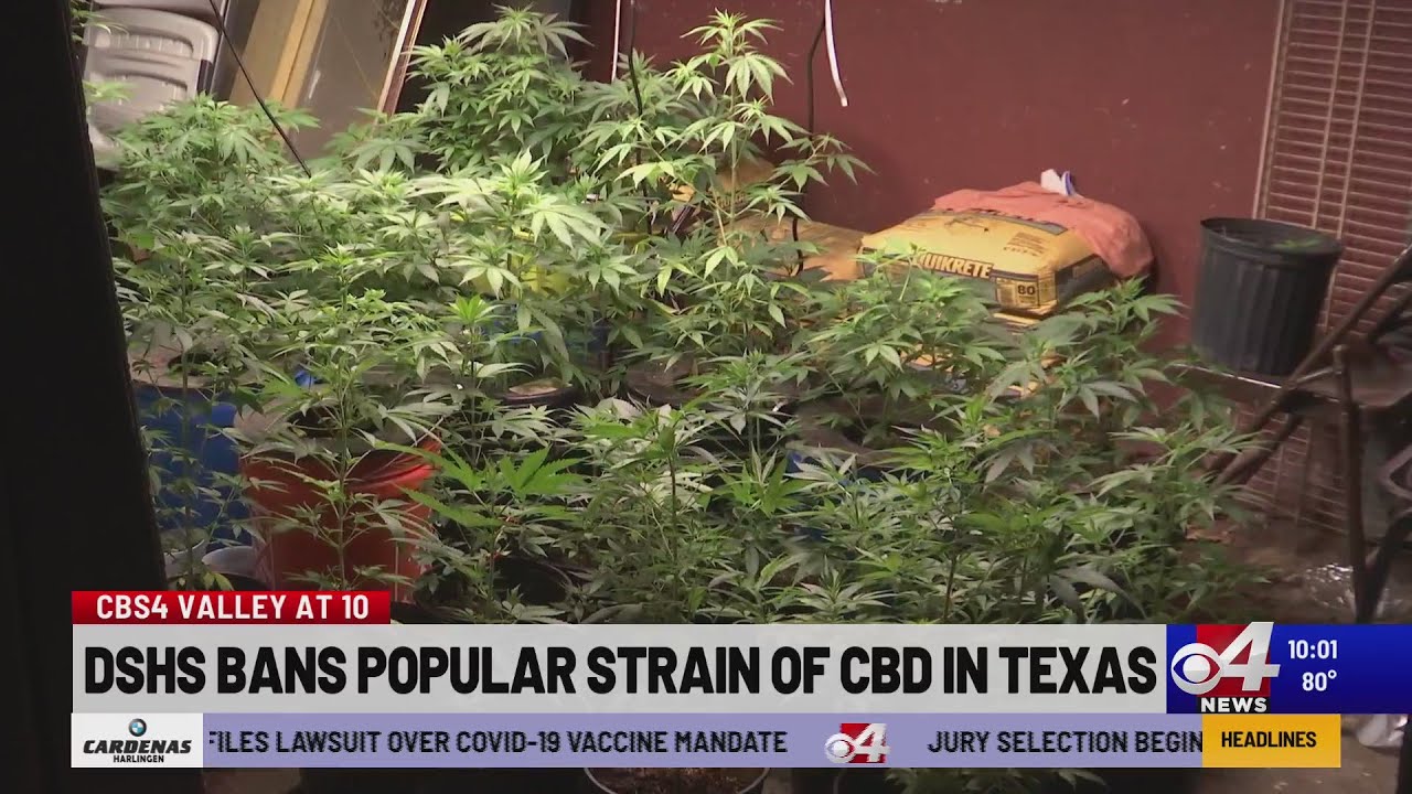DSHS BANS POPULAR STRAIN OF CBD IN TEXAS