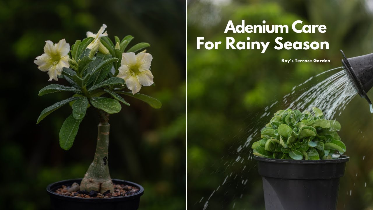 Adenium Care For Rainy Season | How To Care Adenium In Rainy Season | Roy's Terrace Garden